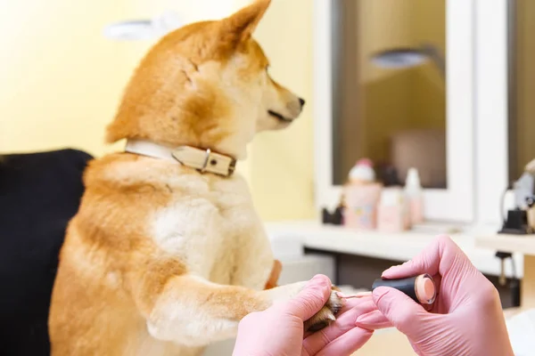 Shiba Inu hund tidsbokning på kosmetolog — Stockfoto