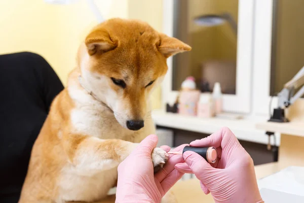 Shiba Inu perro una cita en la esteticista —  Fotos de Stock