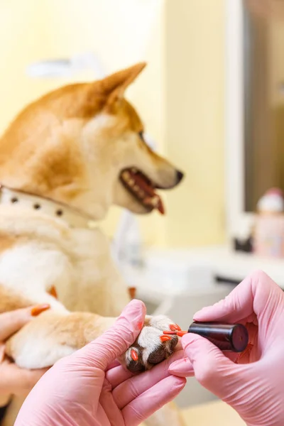 Shiba Inu hund tidsbokning på kosmetolog — Stockfoto