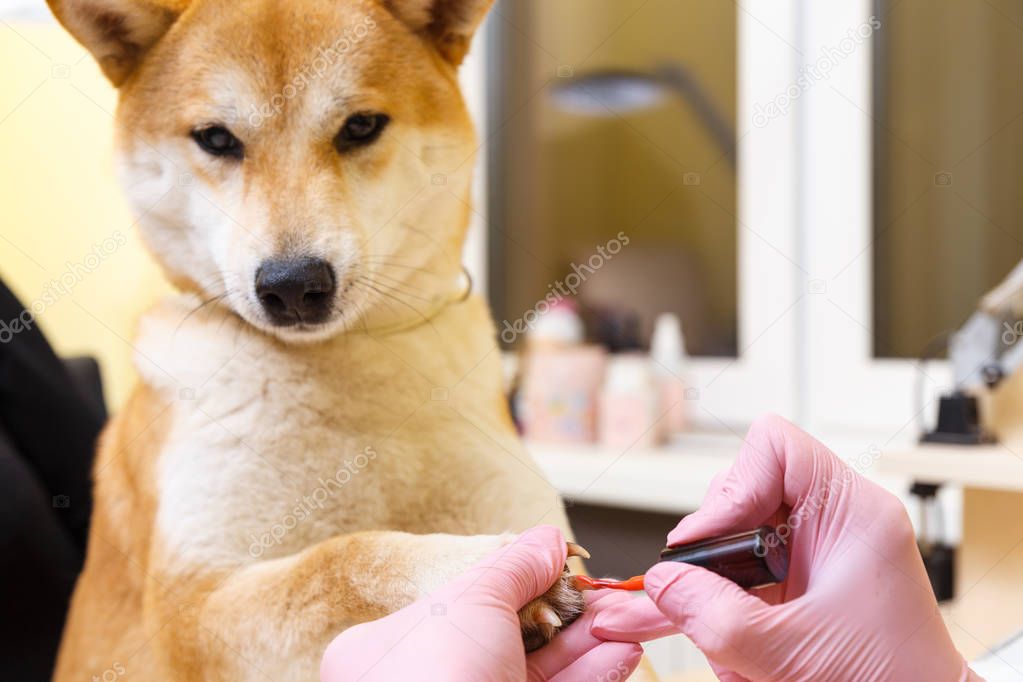 Shiba Inu dog an appointment at the beautician