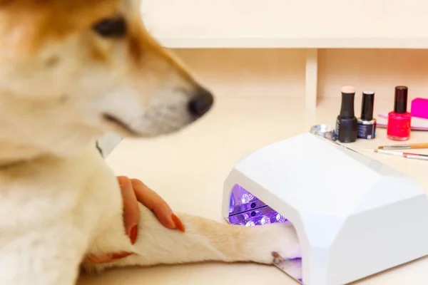 Shiba Inu cão uma nomeação no esteticista — Fotografia de Stock