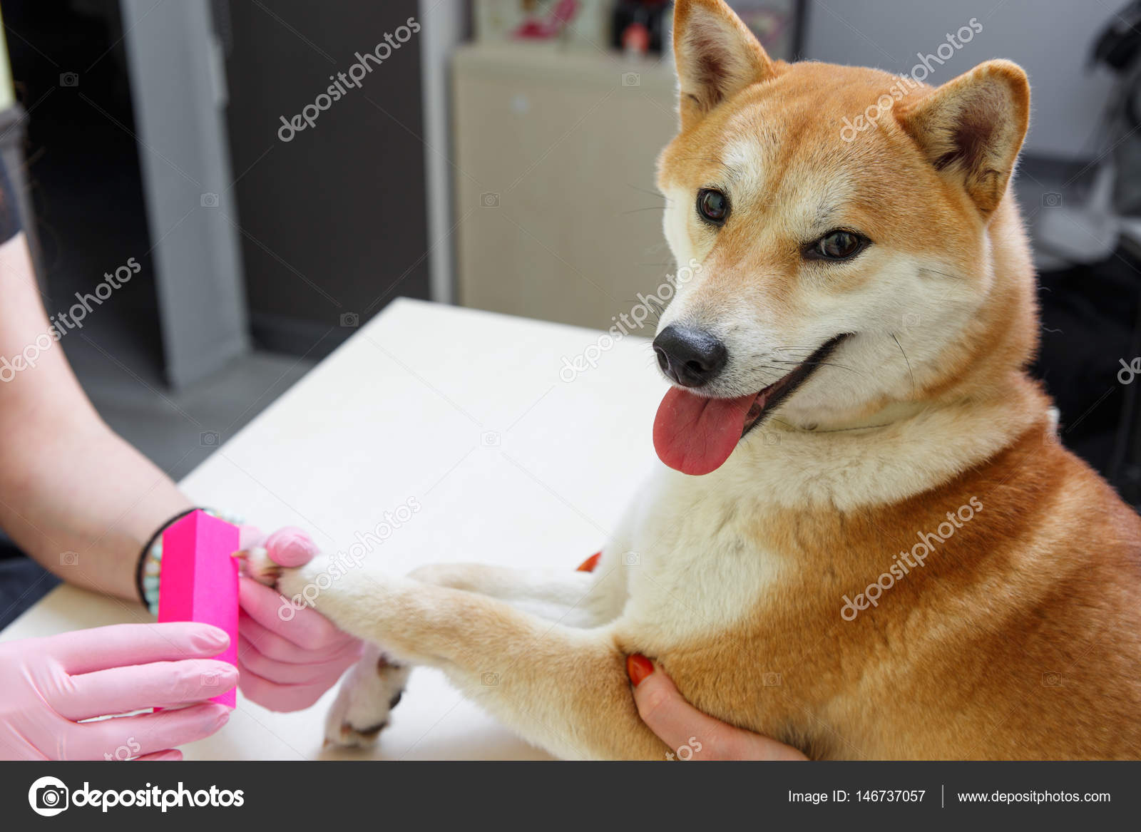柴犬写真素材 ロイヤリティフリー柴犬画像 Depositphotos 柴犬写真素材 ロイヤリティフリー柴犬画像 Depositphotos
