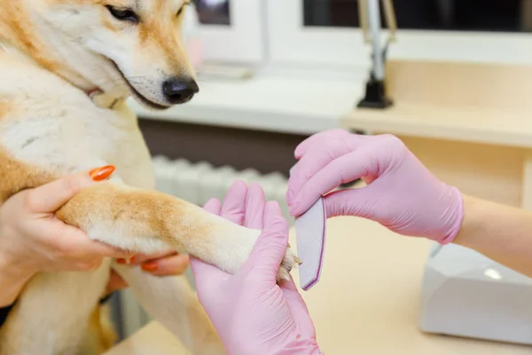 Una esteticista trata las uñas de los perros Sibu Inu —  Fotos de Stock