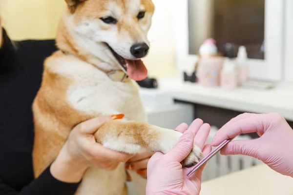 Um esteticista trata as unhas dos cães Sibu Inu — Fotografia de Stock