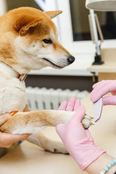 Kosmetikerin behandelt sibu inu hunde nägel — Stockfoto