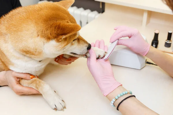 Una esteticista trata las uñas de los perros Sibu Inu —  Fotos de Stock