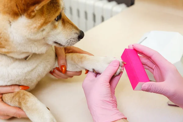 Eine Kosmetikerin behandelt Shiba-Inu-Hundenägel — Stockfoto