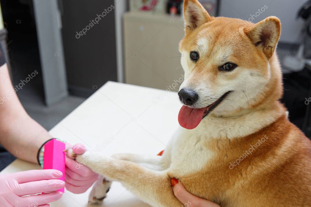 A beautician treats Sibu Inu dogs nails