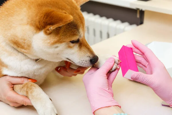 Una esteticista trata las uñas de los perros Shiba Inu —  Fotos de Stock