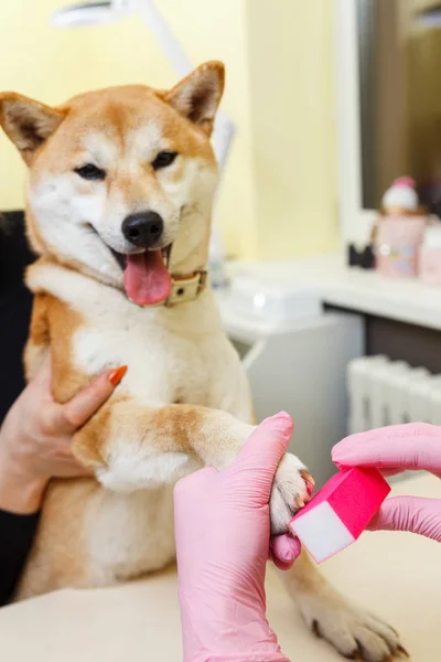 Kosmetyczka traktuje Shiba Inu psy paznokcie — Zdjęcie stockowe