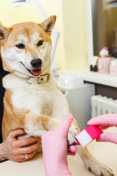Un esthéticien traite les ongles des chiens Sibu Inu — Photo