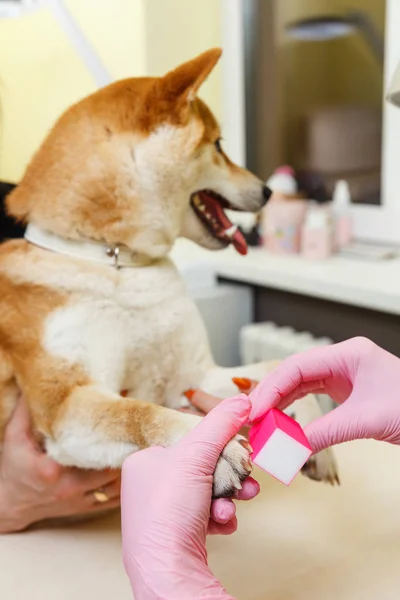 A beautician treats Sibu Inu dogs nails — Stock Photo, Image