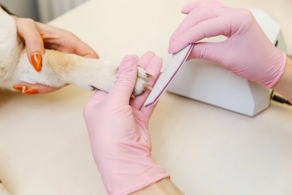 Een schoonheidsspecialiste behandelt Sibu Inu honden nagels — Stockfoto