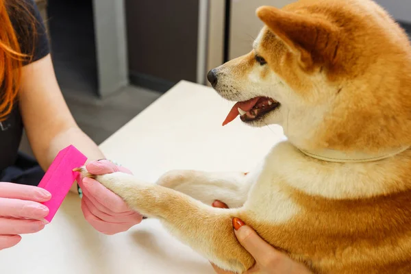 Una esteticista trata las uñas de los perros Shiba Inu —  Fotos de Stock