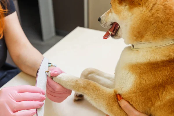 A beautician treats Shiba Inu dogs nails — Stock Photo, Image