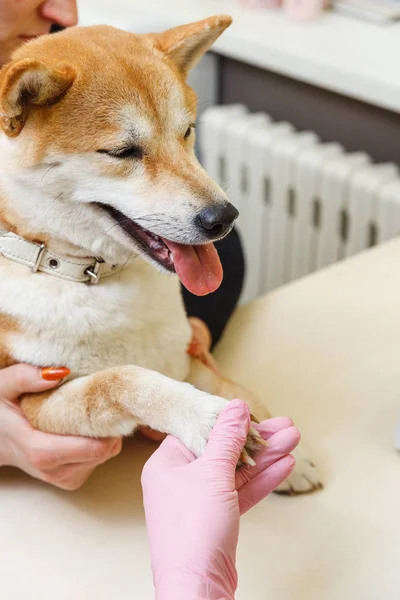 Shiba Inu pes schůzku v kosmetička — Stock fotografie