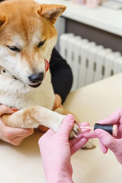 Shiba Inu pes schůzku v kosmetička — Stock fotografie