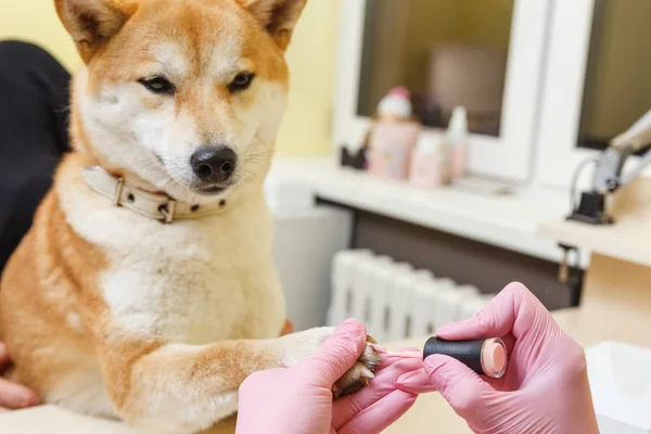 Shiba Inu perro una cita en la esteticista —  Fotos de Stock