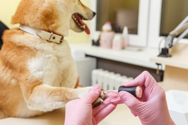 Shiba Inu perro una cita en la esteticista —  Fotos de Stock