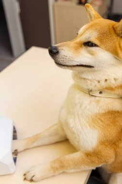 Shiba Inu köpek güzellik uzmanı, bir randevu
