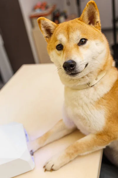 Shiba Inu hund tidsbokning på kosmetolog — Stockfoto