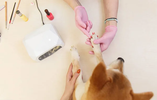 Shiba Inu cão uma nomeação no esteticista — Fotografia de Stock