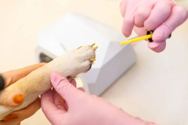 Shiba Inu hund tidsbokning på kosmetolog — Stockfoto