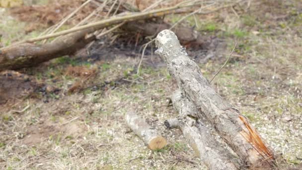 Bir adam yakacak odun elektrikli testere ile kesme — Stok video