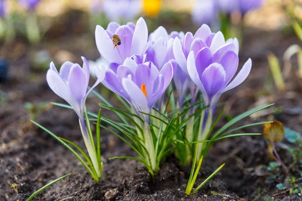 Abejas recolectando polen — Foto de Stock