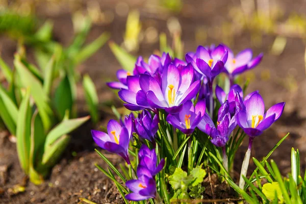 Nézd a virágzó első tavaszi virágok crocus — Stock Fotó