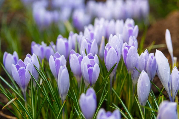 Nézd a virágzó első tavaszi virágok crocus — Stock Fotó