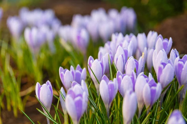 Nézd a virágzó első tavaszi virágok crocus — Stock Fotó