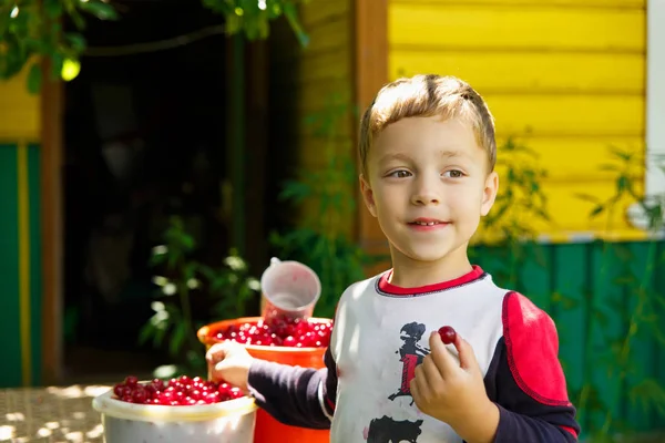 Счастливый мальчик ест свежесобранные вишни — стоковое фото