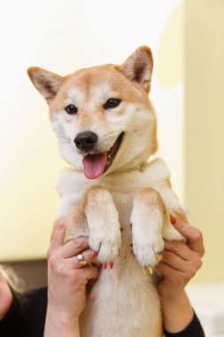 Shiba Inu köpek güzellik uzmanı, bir randevu
