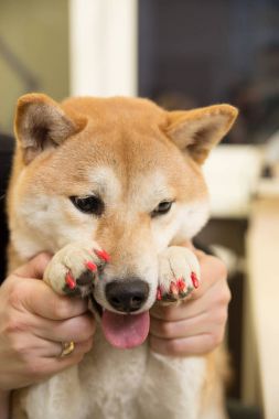 Shiba Inu dog an appointment at the beautician clipart