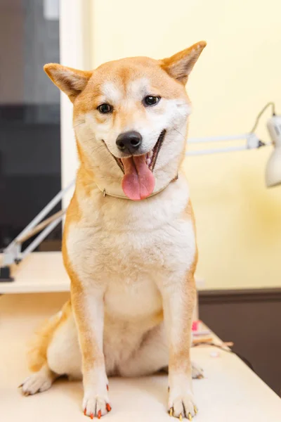 Shiba Inu dog an appointment at the beautician — Stock Photo, Image