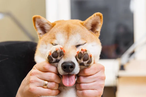 Shiba Inu dog an appointment at the beautician — Stock Photo, Image