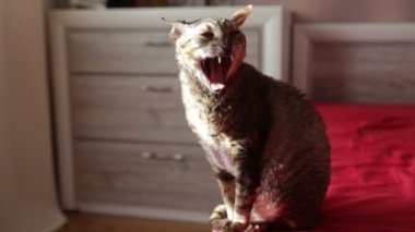 Yatakta cornish rex kedi