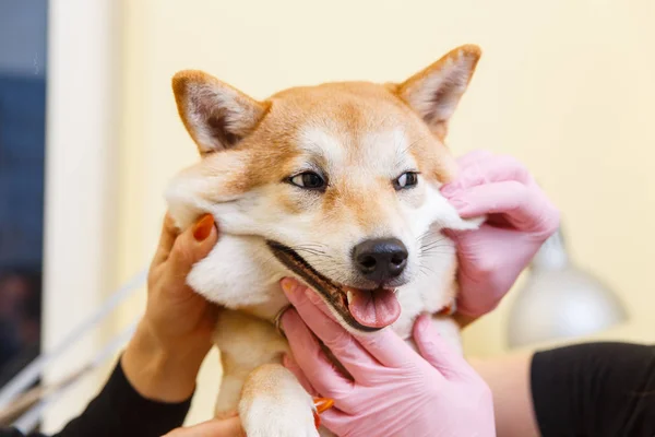 Shiba Inu perro sonríe —  Fotos de Stock