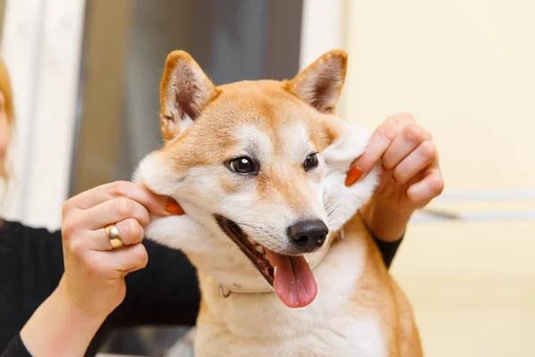 Shiba Inu cane sorride — Foto Stock