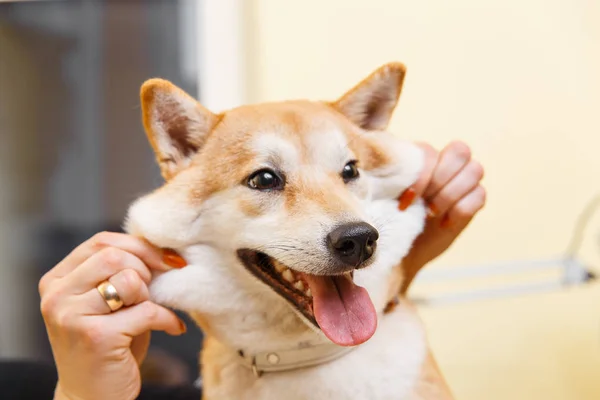 Shiba Inu köpek gülümsüyor — Stok fotoğraf