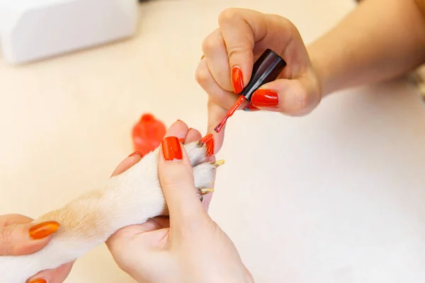 Shiba Inu dog an appointment at the beautician — Stock Photo, Image