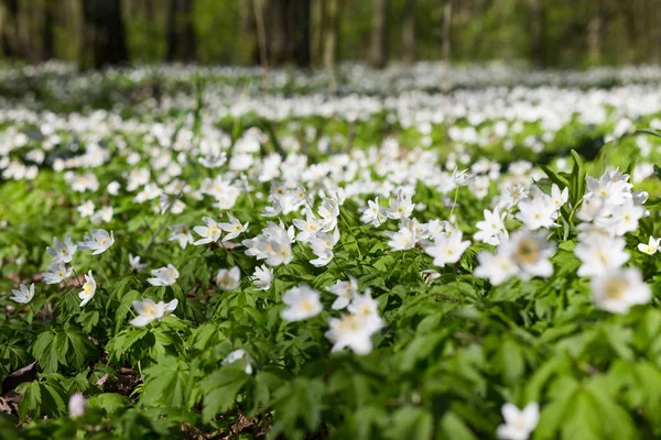 Anemon sylvestris ile çayır. — Stok fotoğraf