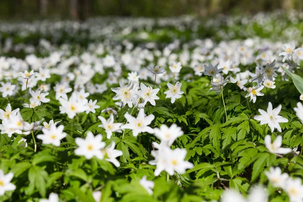 Anemon sylvestris ile çayır. — Stok fotoğraf