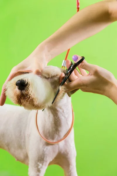 Fox terrier getting his hair cut — Stock Photo, Image