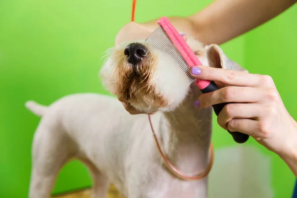 Fox terrier få sit hår klippet - Stock-foto