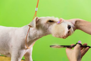 onun saç kesme getting tilki korkunç