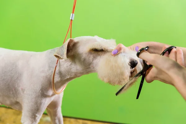 Fox Terrier lässt sich die Haare schneiden — Stockfoto