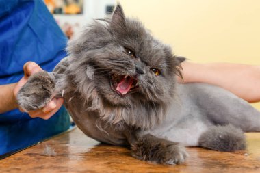 Persian cat sheared in the beauty salon clipart