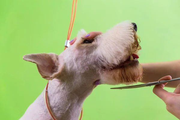 Fox terrier få hans frisyr — Stockfoto